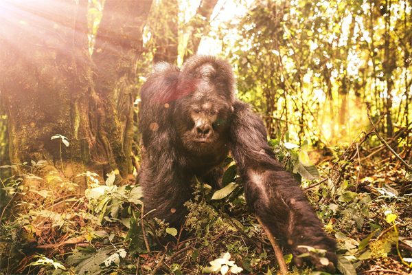 PRESERVING BIODIVERSITY IN THE CONGO